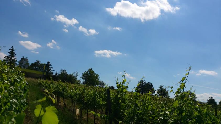 Weingarten unter blauem Sommerhimmel